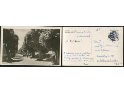 SUŠICE. Volšovská alej. 1957.