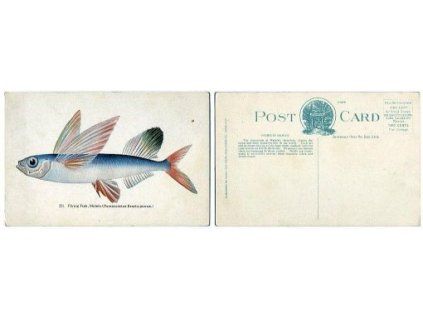 Fishes of Hawai. Flying Fish, Malolo (Parexocoetus Brachypterus). Nr. 251.