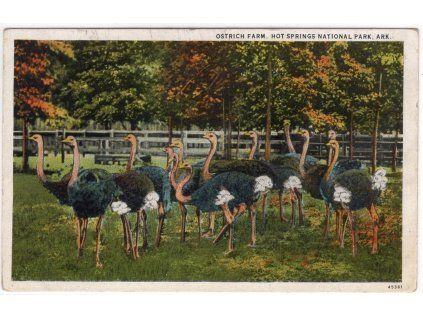 USA. Ostrich Farm, Hot Springs National Park, Ark.