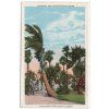 USA. Cocoanut and Washingtonian Palms in Bayfront Park, Miami, Florida.